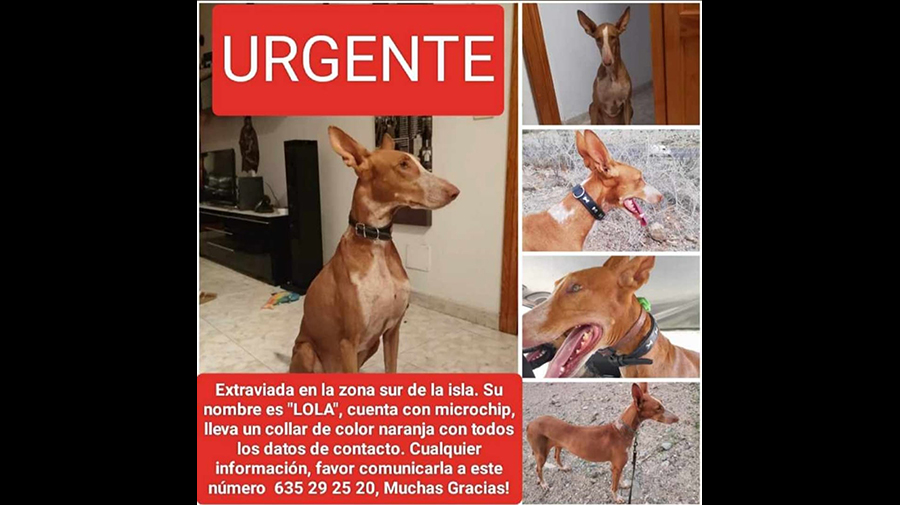 Lola is al 4 dagen vermist in het zuiden van Gran Canaria in de omgeving van Bahía Feliz